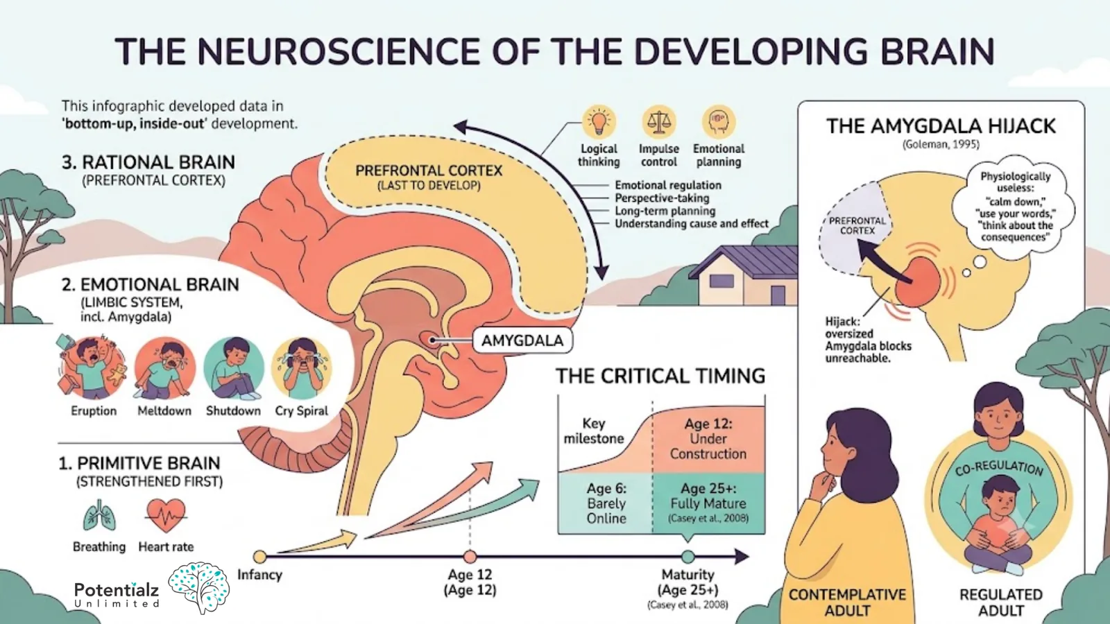 Infographic: developing brain — bottom-up brain stem, limbic system and prefrontal cortex, and why young children cannot think their way out of big feelings