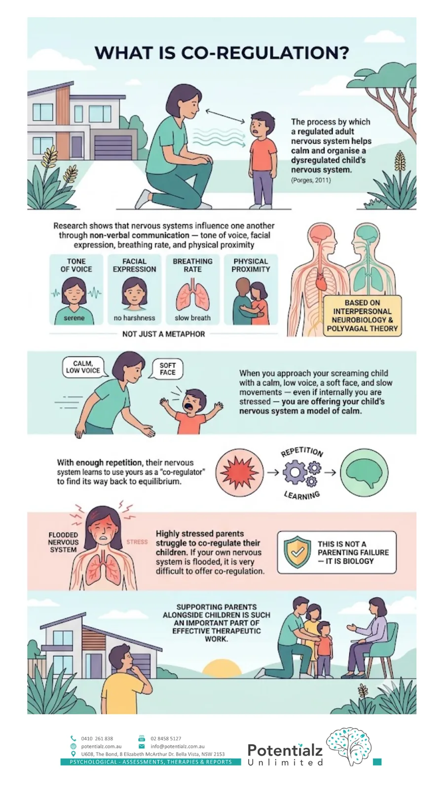 Infographic: co-regulation — how a calm adult nervous system soothes a dysregulated child through tone, pace, breath, facial expression and proximity