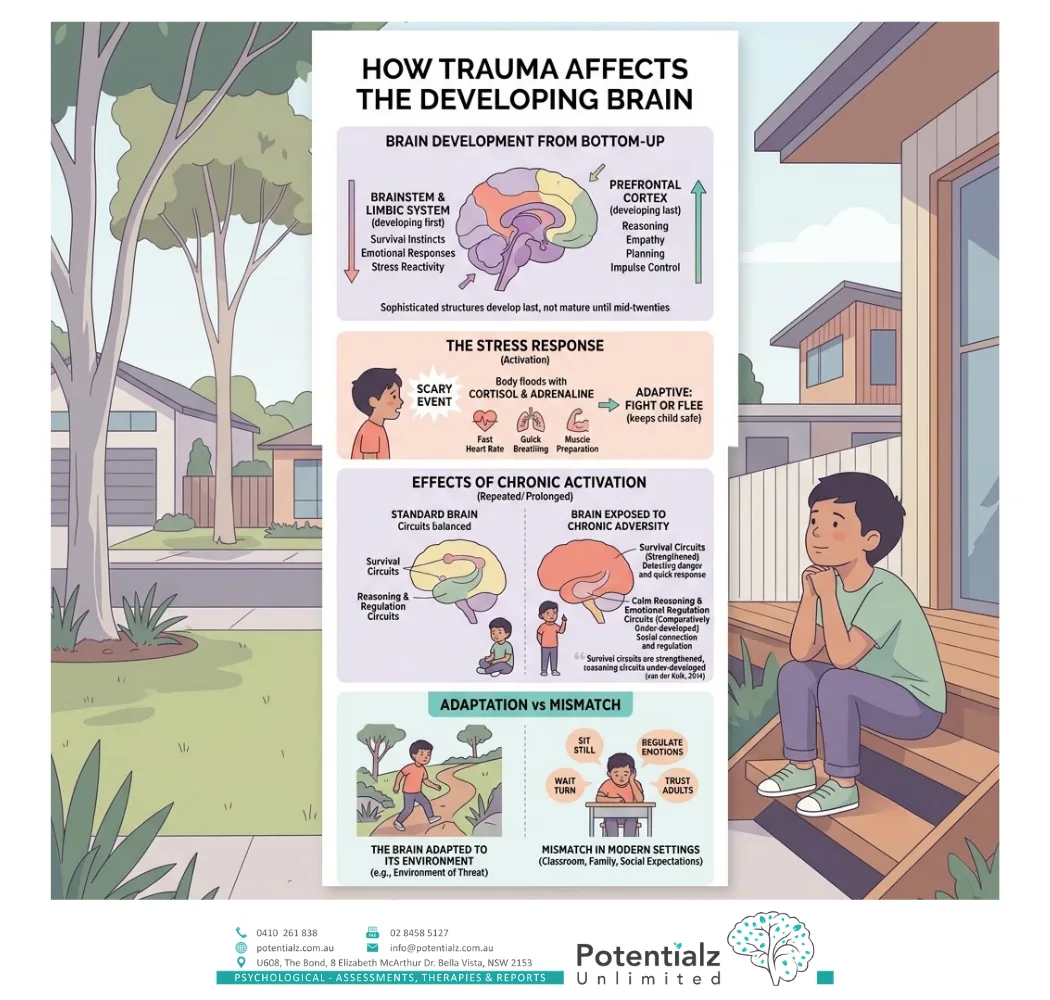 Infographic: how trauma affects the developing brain — bottom-up brain development, the stress response, the effects of chronic activation, and adaptation versus mismatch