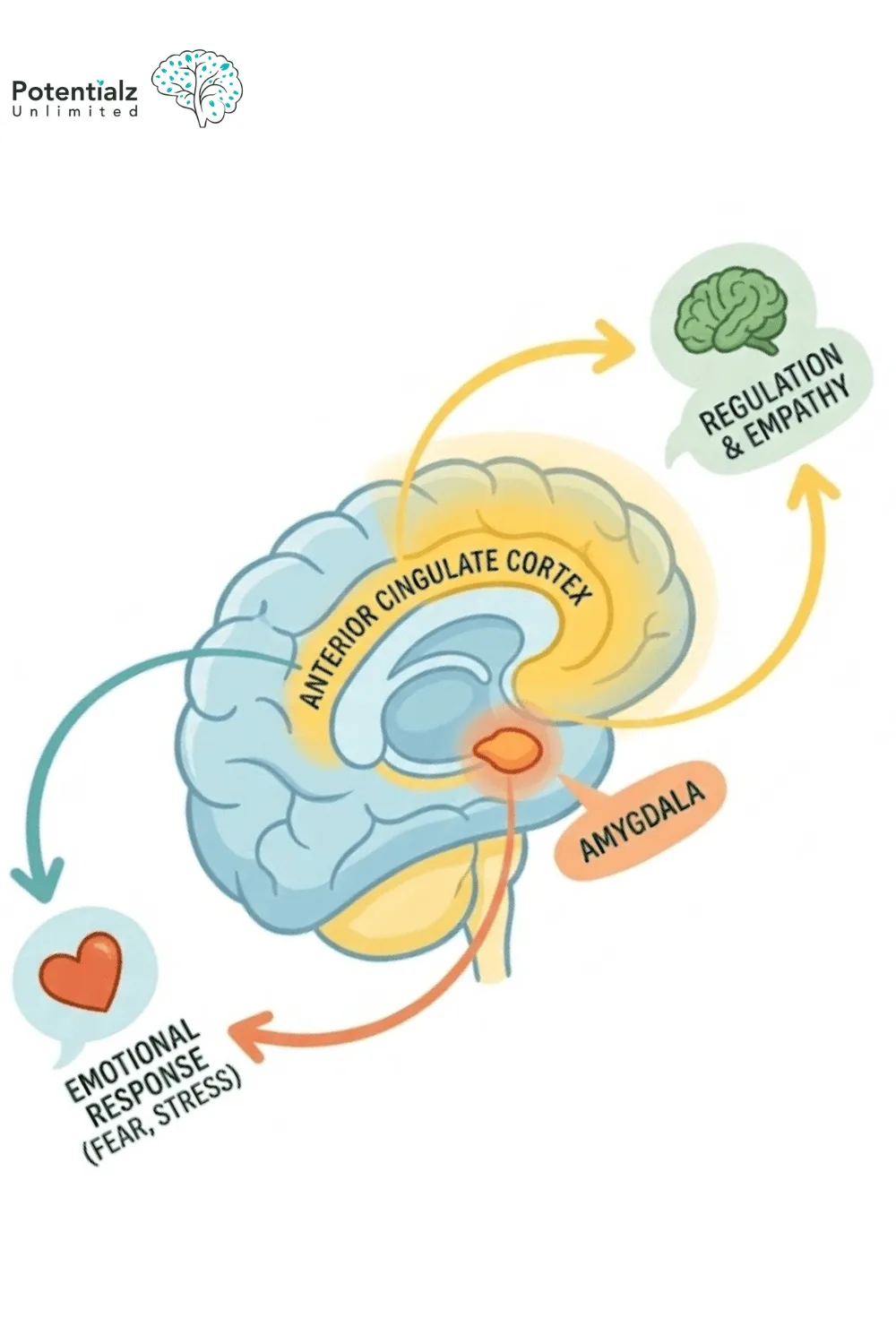 Illustration depicting the brain's amygdala and anterior cingulate cortex, highlighting their roles in regulating emotional responses such as fear and stress, as well as empathy.