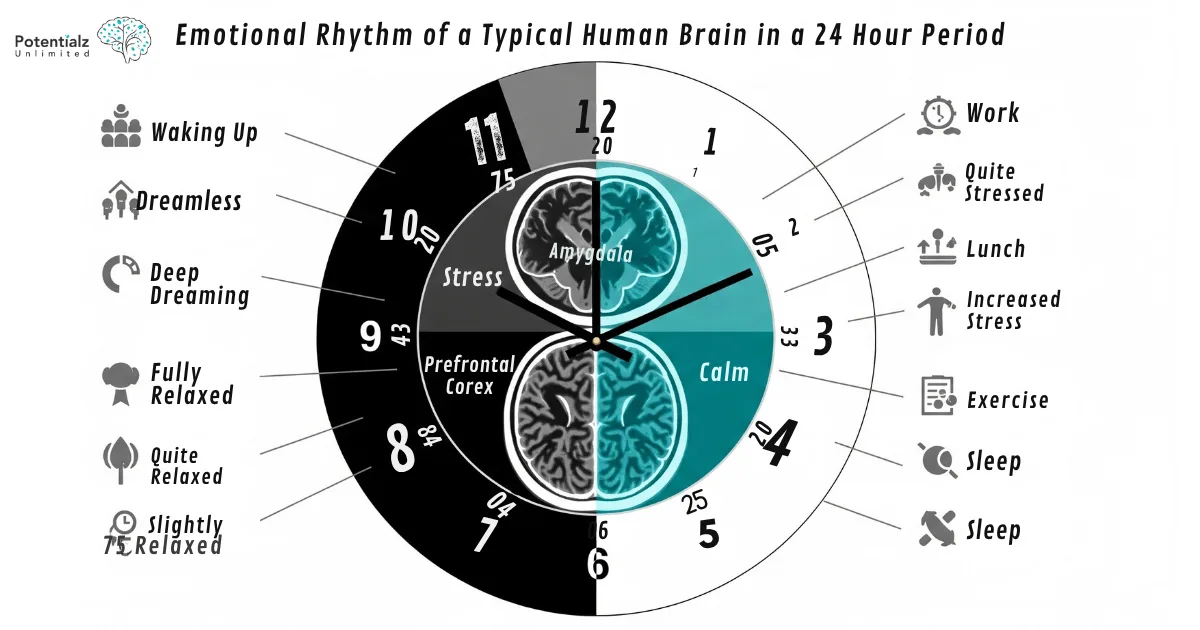 Emotional Rhythm of a Typical Human Brain in a 24 Hour Period