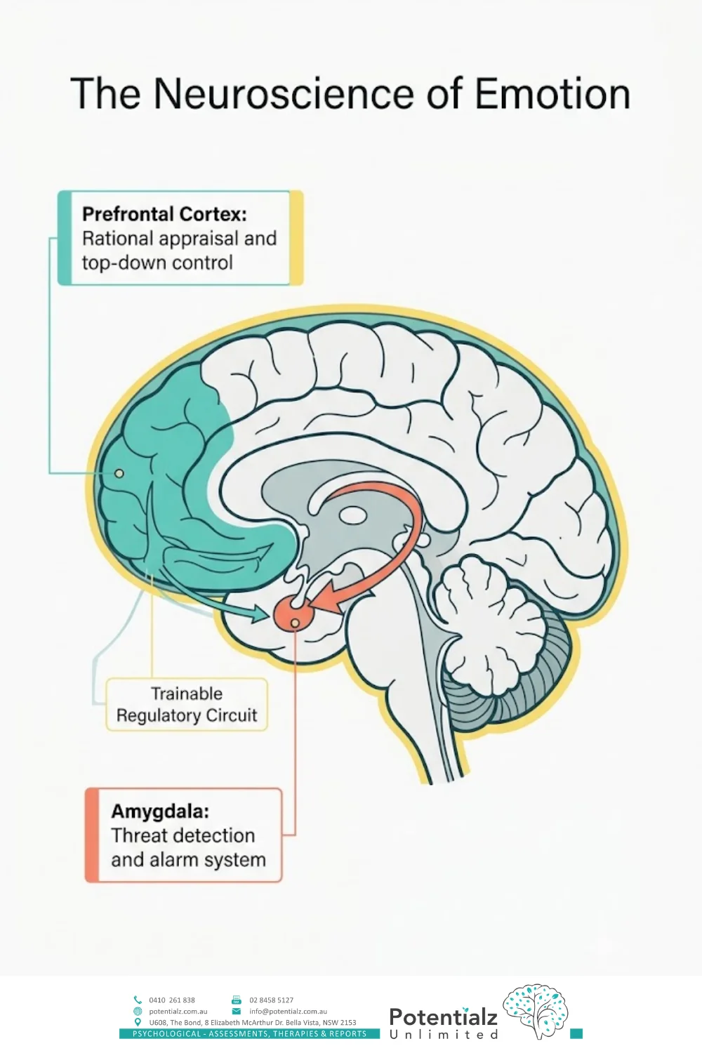 Infographic: emotional regulation ≠ suppression; the five components are noticing, modulating intensity, tolerating difficult emotions, returning to baseline, and expressing proportionately — the goal is flexibility, not blankness