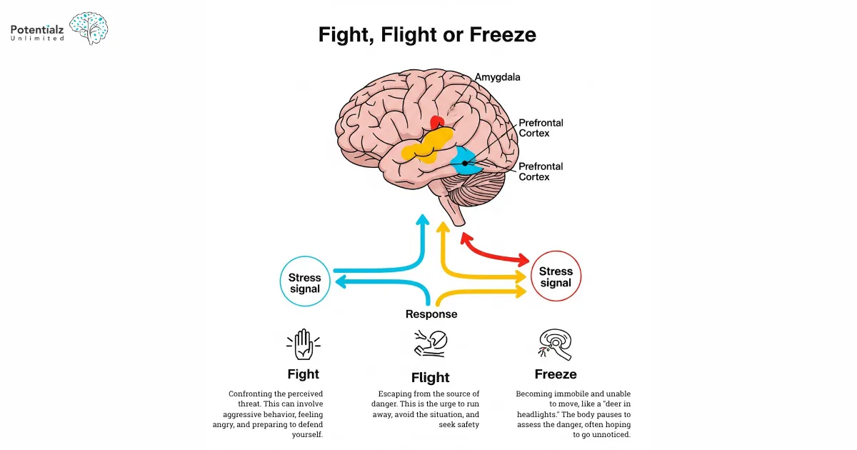 Fight, Flight or Freeze Response