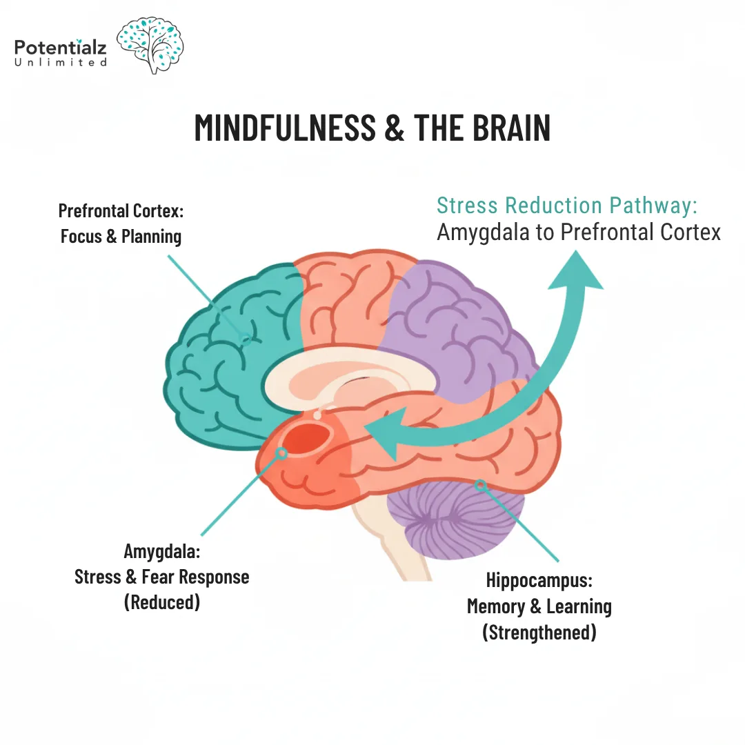 How mindfulness changes the brain to reduce stress and anxiety