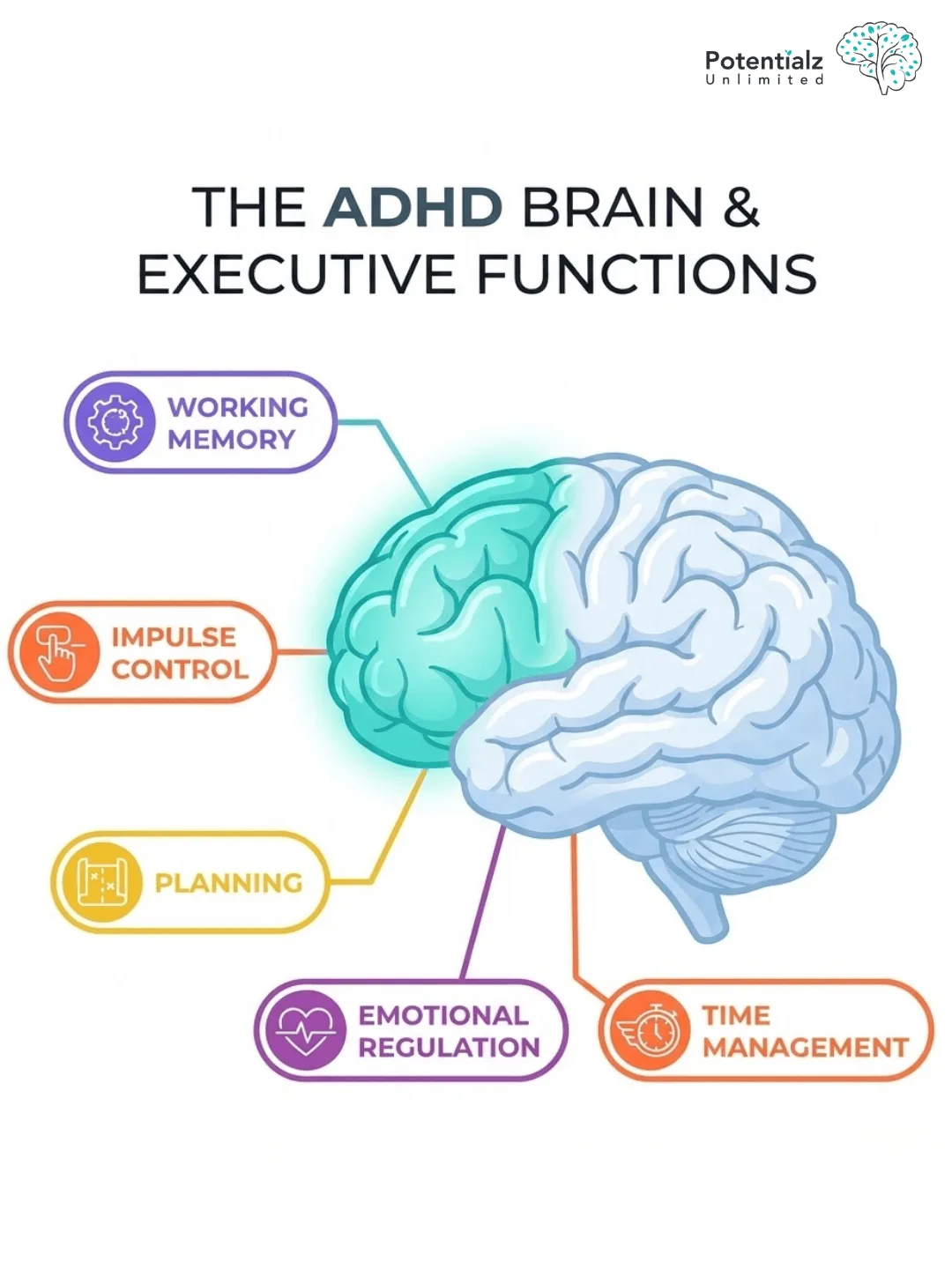 Infographic illustrating the prefrontal cortex's role in ADHD, highlighting affected executive functions: working memory, impulse control, planning, emotional regulation, and time management.