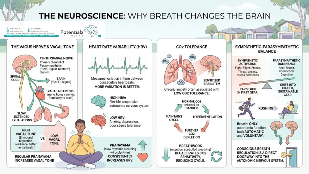 Infographic: how breath changes the brain — vagus nerve activation via slow exhalation, higher HRV = flexible autonomic nervous system, CO2 tolerance recalibrates anxiety cycles, sympathetic → parasympathetic shift; the breath is the one autonomic function under voluntary control