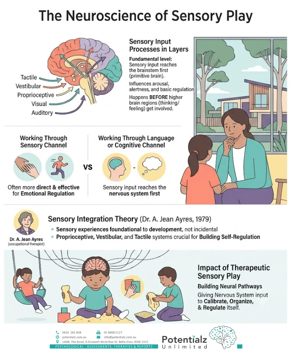 Infographic: sensory input reaches the brainstem before higher brain regions — Ayres (1979) Sensory Integration theory shows proprioceptive, vestibular, and tactile systems are foundational to building the nervous system's self-regulation capacity