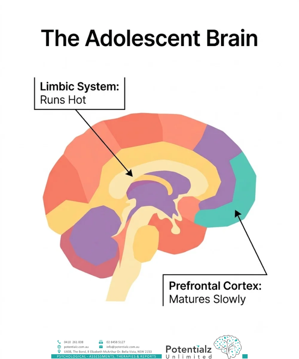 Infographic: The Adolescent Brain, in Plain English
