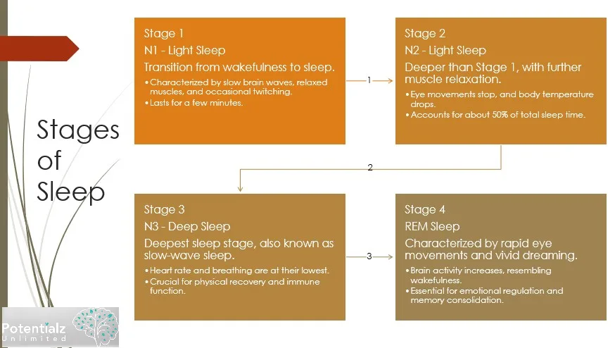 different stages of sleep