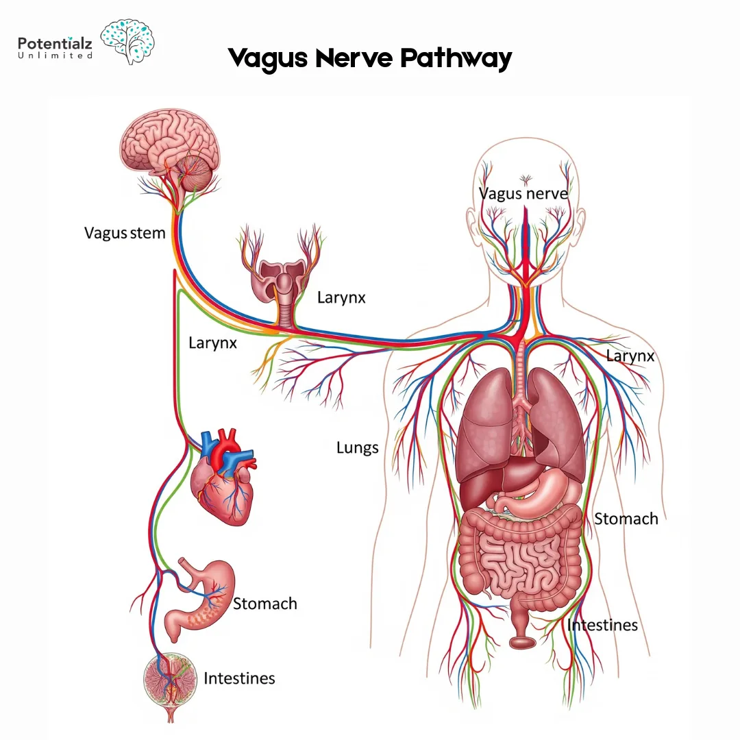 Anatomical diagram of the vagus nerve pathway from brain through the body, highlighting its connection to heart, lungs, and digestive organs