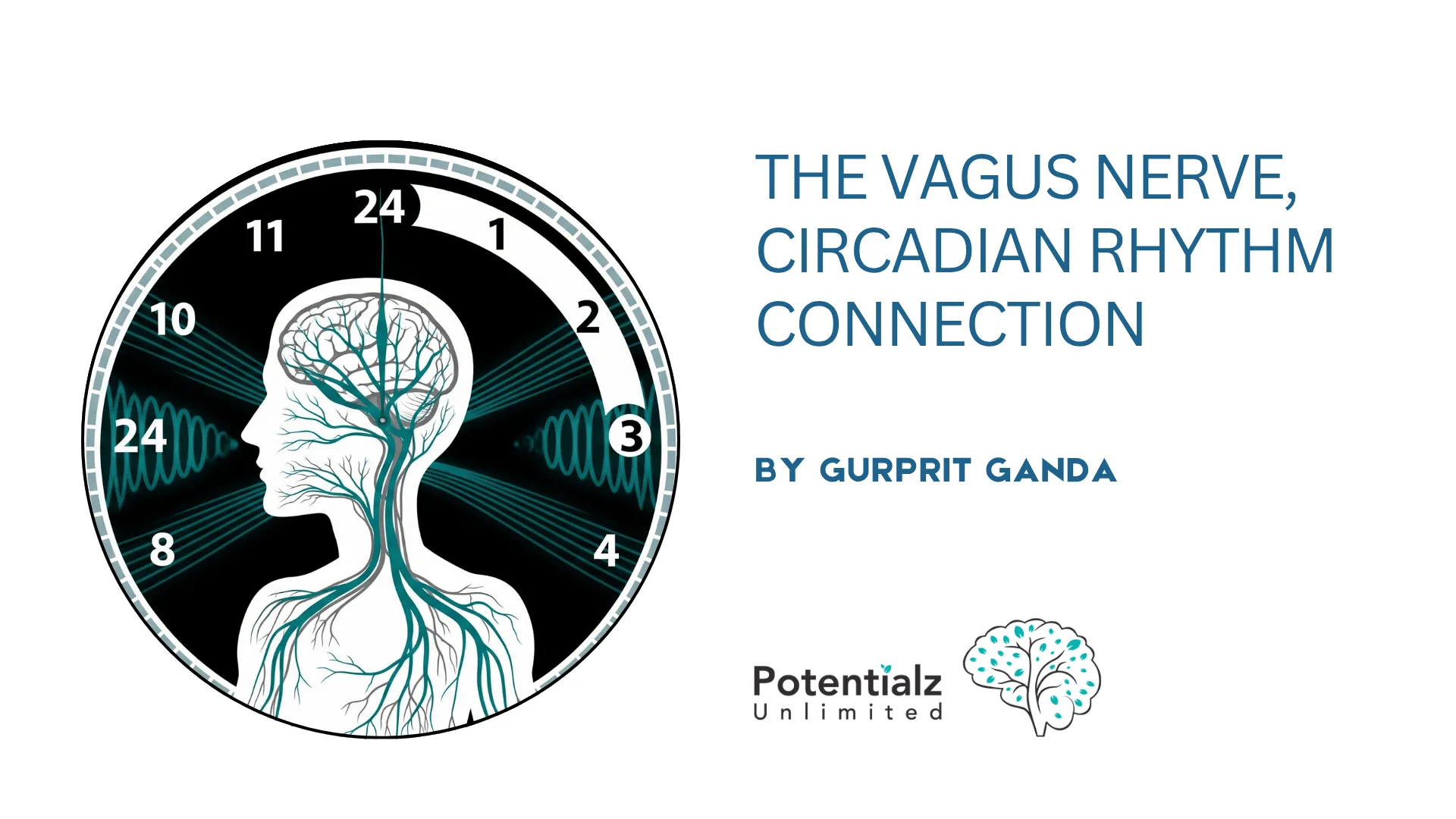 The Vagus Nerve, Circadian Rhythm Connection: Your Body's Secret to Better Energy and Focus