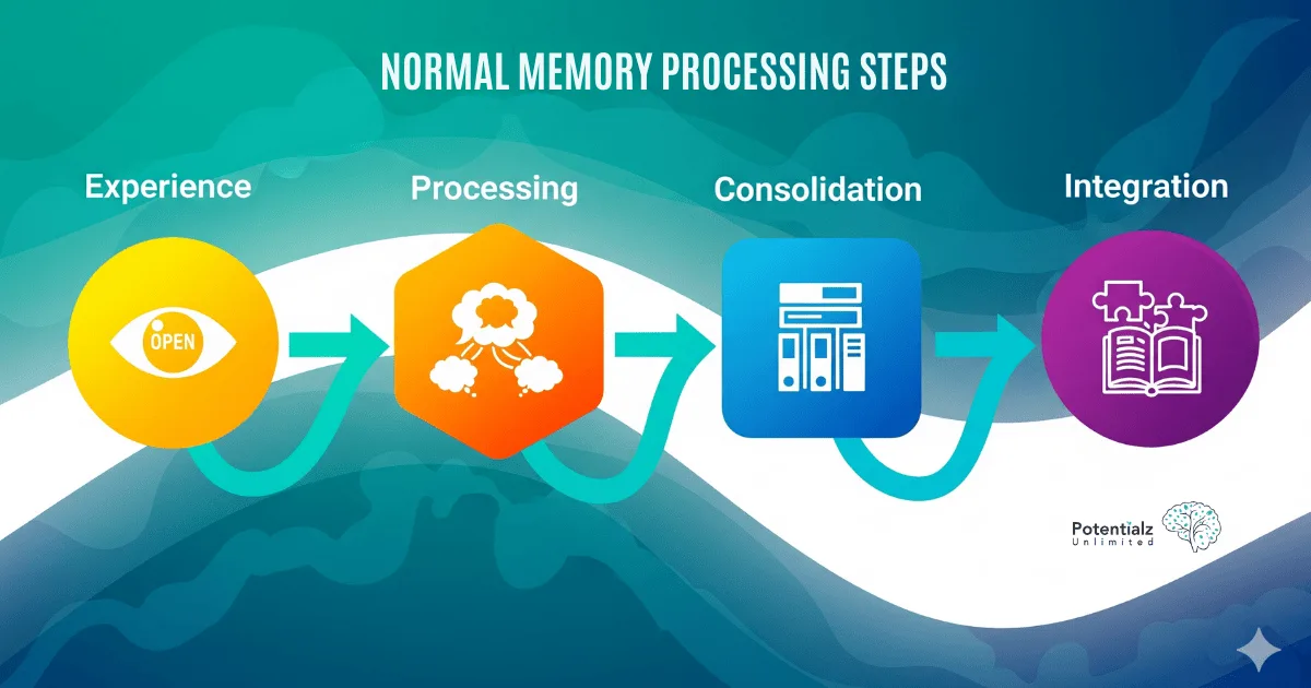 Steps of Normal Memory Processing: Experience is first gathered, then the brain processes these experiences. The information is later consolidated into memory and finally integrated for future use.
